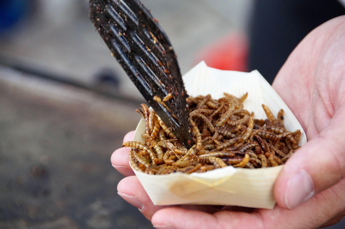 New technologies can measure the quality of insects as food